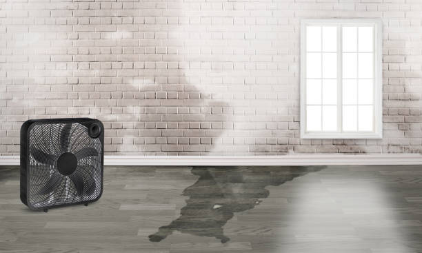 Best Water damage mitigation services  in Kalkaska, MI